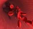 red blood cells closeup in vein med