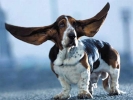 dog photo big ears 800x600