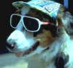 dog wearing shades