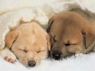 dogs photo puppies sleeping cute 800x600