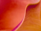 flower closeup pink 1024x768