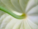 flower closeup white 1024x768