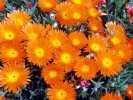 orange flowers 800x600