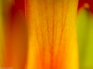 petal closeup orange 1024x768