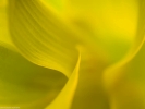 petal closeup yellow 1024x768