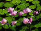 water lilies 800x600