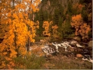 autumn trees stream 800x600