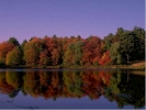 forest trees lake still autumn 800x600