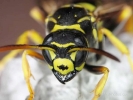 wasp from front closeup med 800x600