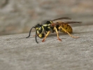 wasp from side med 800x600