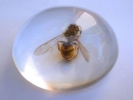 wasp in resin block 800x600