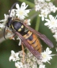 wasp on flower med
