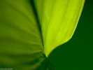 leaf closeup green 2 1024x768
