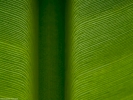 leaf closeup green with stalk 1024x768