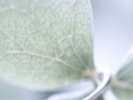 leaf closeup pale green 1024x768