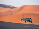 antelope oryx in desert 1024x768
