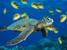 sea turtle 1024x768