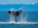 whale humpback 1024x768