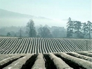 ploughed field england misty 800x600