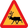 warning reindeer roadsign