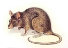 rat drawing large