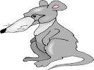 rat gray standing 1024x768