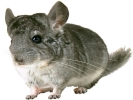 rodent chinchilla 1024x768