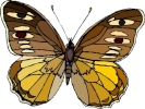 butterfly 1 1024x768