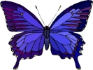 butterfly 2 1024x768