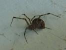 black spider large abdo achaearanea tepidariorum 800x600