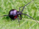 black widow spider 800x600