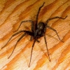 female house spider on table top large