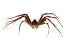 house spider face on wide 1024x768