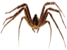 house spider face on wide 800x600