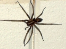 house spider large hairs black 800x600
