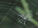 seed in spiders web 1024x768