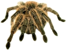 tarantula legs 800x600
