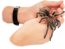 tarantula on hands 2 800x600