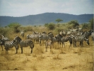 animals misc african plains