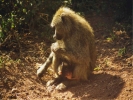 animals misc baboon