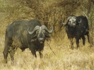 animals misc buffalos