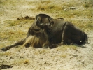 animals misc buffalow 2