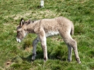 animals misc donkey foal p1040672 b
