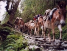 animals misc donkeys on path