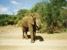 animals misc elephant