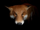animals misc fox face closeup p1020369 b