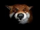 animals misc fox face closeup p1020370 b