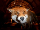 animals misc fox face closeup p1020371 b