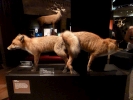 animals misc fox mating stuffed p1020368 b