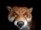 animals misc fox stuffed closeup of face p1070729 s
